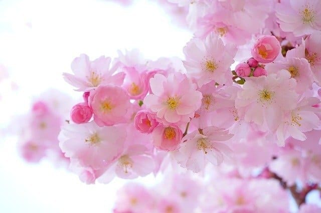 Flowers Cherry Blossom
