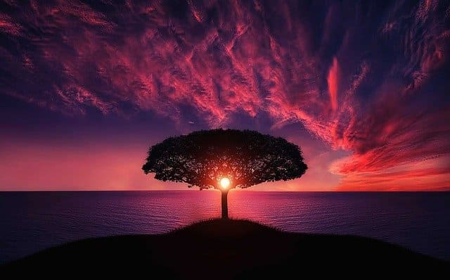 Tree near body of water during beautiful sunset